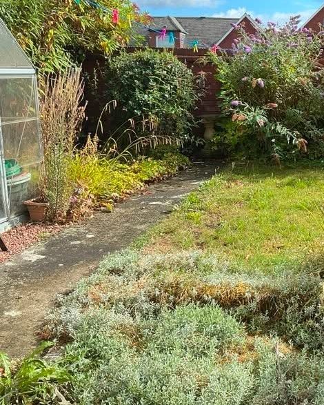 Before: lawn and path swamped by overgrown shrubs